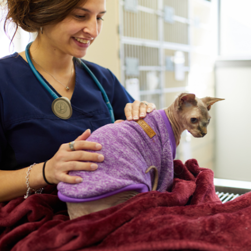 vet-tech-vs-vet-assistant-decoding-the-professionals-behind